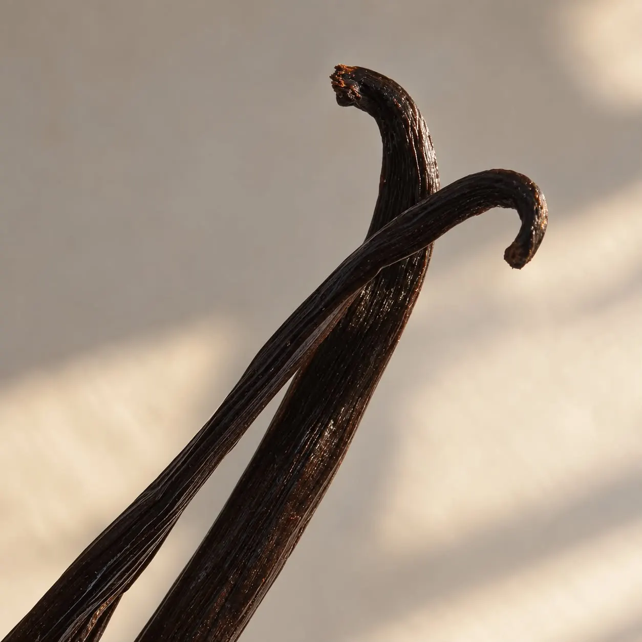 Close-up of Indonesian vanilla beans